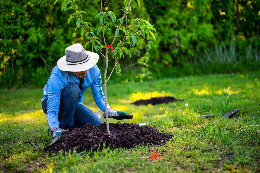 One Tree Planted For Every Product Sold & Donate The Harvest To Poor